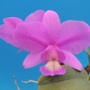 Cattleya nobilior`OCN6-1'
