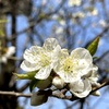 札幌の春、花を楽しむ
