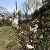 昨日松本市は桜の開花宣言