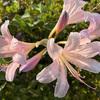 アパートの夏花は宿根草だけ・・・