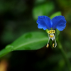 ツユクサ:露草　鴨頭草　月草　鴨跖草　碧嬋花