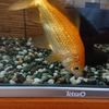 高温期に懸念がなくなった金魚