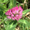 (380) Trifolium pratense