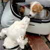こんにちは息子たち