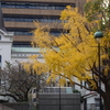 横浜の山下公園界隈の木々が色づき始めました。