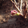 麦野公園の桜　2013.3.8現在（開花まであと数日？）