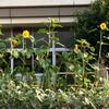 朝から暑い　とりあえずいつものウォーキング