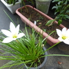 小さいけどかわゆい白い花