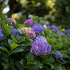 紫陽花