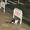 仔猫を保護しました。