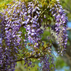 Ofuna Botanical Garden 8