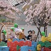 散り急ぐ桜