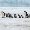 【今日の雑学】なぜペンギンは一列で歩くのか。