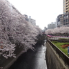 目黒川、千鳥ヶ淵、靖国神社の桜を見て来ました。