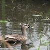 泉の森公園（泉の森）と、ふれあいの森で野鳥探し 2017-08-21