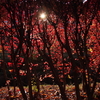 Red Sun