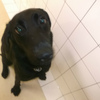 No.141018B-LBF（ラブラドールレトリバー(黒） 10ヵ月位 21kg位 ♀)