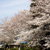 茂原の桜と白子のチューリップと濃溝の滝