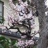 勝俣部長の「ため息」５４０６回････無限なる夢