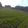 四茶芽が伸びる茶畑