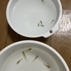 メダカを飼って82週目「パイロットフィッシュ大作戦！」のハナシ〈mata.〉