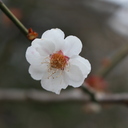 いつのまにか結核闘病日記