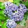 アジサイなど我が家の草花をパチリしてみました‥