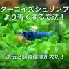 ターコイズシュリンプをより青くする方法！遺伝と飼育環境が大切！