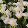 おすすめ植物〜9月30日！　売り切れていた秋の花が再入荷いたしました♪(^_-)-☆