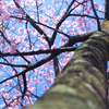 空に伸びる桜