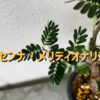 とうとうセンナ・メリディオナリスを購入しました！塊根植物