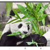 バランスよく食べてる動物はいない
