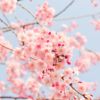 【熟語】桜に関するカッコイイ別名・異名40選