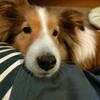 犬飼うなら　オス？メス？　女のコで正解だったこと