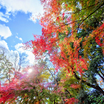 《千葉大網白里市》紅葉の絶景！十枝の森散歩