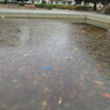氷を探しに文理台公園へ