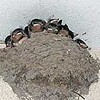 巣が窮屈だよ　子ツバメ９羽（鹿児島県）