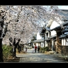 城下町の桜