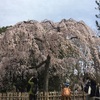 京都御苑🌸桜開花！