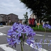 アガパンサスの花の色♪