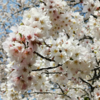 【横浜観光】三つ池公園でお花見！