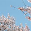 世の中にたえて桜のなかりせば