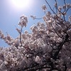 中野通りの桜。