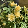 信濃便り・足早の春篇