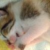 指しゃぶりしながら眠る子猫がかわいい！【動画】