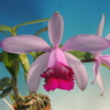 Cattleya intermedia  f.orlata venosa　