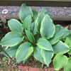 ほすた、Hosta、ホスタ…