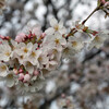 いつものお散歩コースでお花見