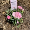 庭にカーネーションを植えました🌹