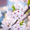 僕は桜が嫌いだ。